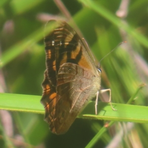 Heteronympha banksii at Monga National Park - 10 Mar 2024