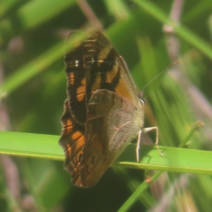 Heteronympha banksii at Monga National Park - 10 Mar 2024