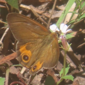 Hypocysta metirius at QPRC LGA - 10 Mar 2024