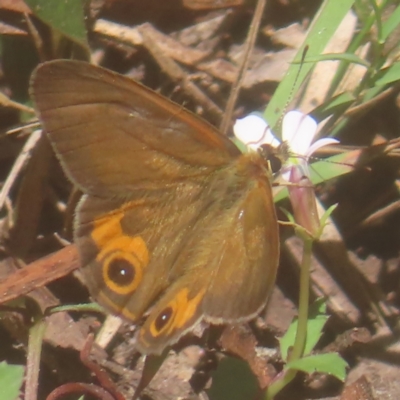 Hypocysta metirius (Brown Ringlet) at Monga National Park - 10 Mar 2024 by MatthewFrawley