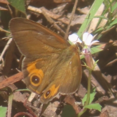 Hypocysta metirius (Brown Ringlet) at Mongarlowe River - 10 Mar 2024 by MatthewFrawley