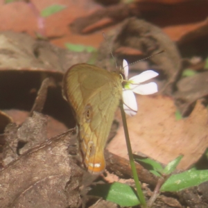 Hypocysta metirius at QPRC LGA - 10 Mar 2024 11:39 AM