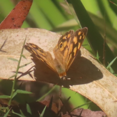 Heteronympha paradelpha (Spotted Brown) at Monga, NSW - 10 Mar 2024 by MatthewFrawley
