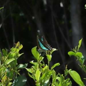 Graphium choredon at Wellington Point, QLD - suppressed