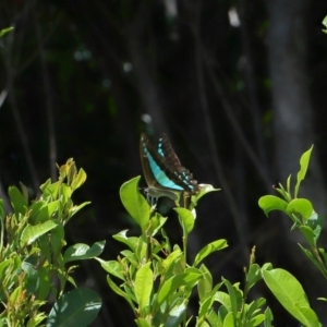 Graphium choredon at Wellington Point, QLD - 9 Mar 2024