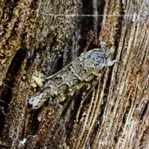 Leptozestis and Trachydora (genera) at Aranda Bushland - 10 Mar 2024