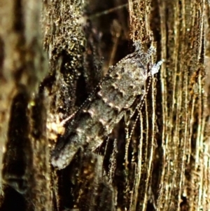 Leptozestis and Trachydora (genera) at Aranda Bushland - 10 Mar 2024