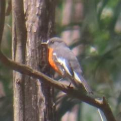 Petroica phoenicea (Flame Robin) at QPRC LGA - 10 Mar 2024 by MatthewFrawley