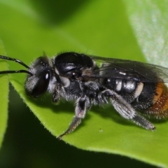 Unidentified Bee (Hymenoptera, Apiformes) at Wellington Point, QLD - 9 Mar 2024 by TimL