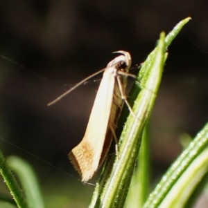 Phauloplana illuta at Point 4081 - 10 Mar 2024