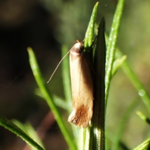 Phauloplana illuta at Point 4081 - 10 Mar 2024