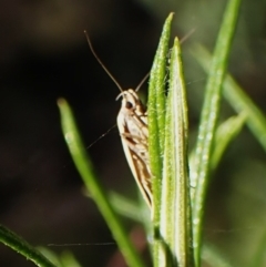 Phauloplana illuta at Point 4081 - 10 Mar 2024