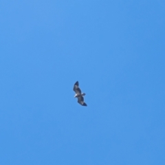 Haliaeetus leucogaster (White-bellied Sea-Eagle) at Beecroft Peninsula, NSW - 10 Mar 2024 by WalterEgo