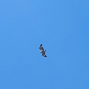 Haliaeetus leucogaster at Beecroft Peninsula, NSW - 10 Mar 2024 02:41 PM