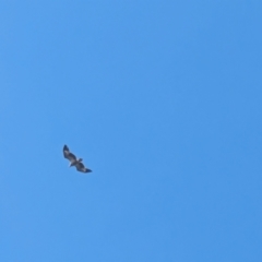 Haliaeetus leucogaster at Beecroft Peninsula, NSW - 10 Mar 2024 02:41 PM