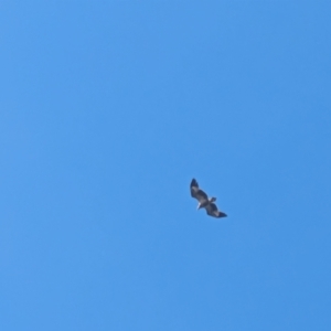 Haliaeetus leucogaster at Beecroft Peninsula, NSW - 10 Mar 2024 02:41 PM