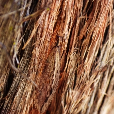 Oedosmylus tasmaniensis (Lacewing) at Point 4081 - 9 Mar 2024 by CathB