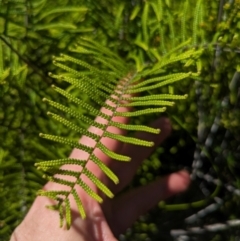 Gleichenia dicarpa (Wiry Coral Fern) at Beecroft Peninsula, NSW - 9 Mar 2024 by WalterEgo