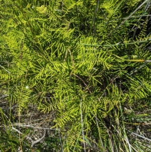 Gleichenia dicarpa at Beecroft Peninsula, NSW - 9 Mar 2024