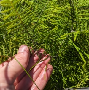 Gleichenia dicarpa at Beecroft Peninsula, NSW - 9 Mar 2024