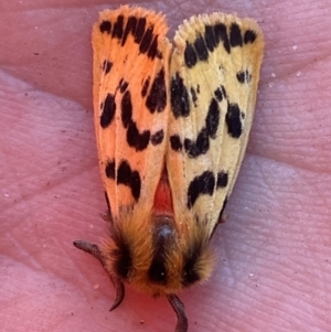 Ardices curvata at Hume, ACT - 10 Mar 2024 01:42 PM