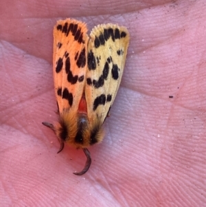 Ardices curvata at Hume, ACT - 10 Mar 2024 01:42 PM