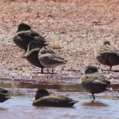 Numenius minutus (Little Curlew) at Dubbo, NSW - 31 Dec 2023 by Liam.m