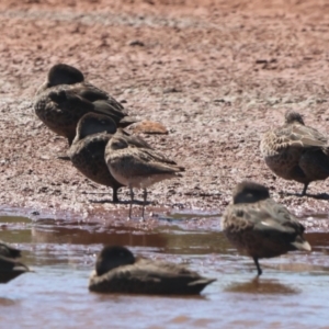 Numenius minutus at Dubbo, NSW - 1 Jan 2024