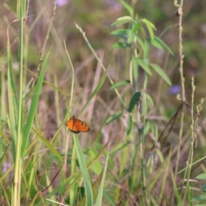 Acraea terpsicore at Maroochy River, QLD - suppressed