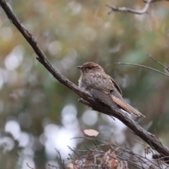 Cacomantis variolosus (Brush Cuckoo) at Carwoola, NSW - 17 Jan 2024 by Liam.m
