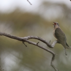 Cacomantis variolosus at QPRC LGA - suppressed