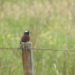 Artamus superciliosus (White-browed Woodswallow) at Bendoura, NSW - 5 Jan 2024 by Liam.m