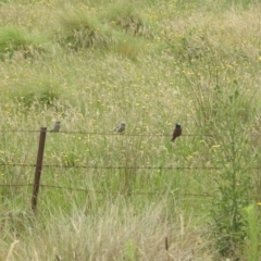 Artamus superciliosus at QPRC LGA - 5 Jan 2024