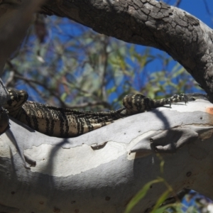 Varanus varius at Lower Borough, NSW - 29 Jan 2024