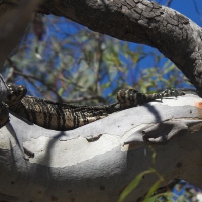 Varanus varius (Lace Monitor) at Lower Borough, NSW - 28 Jan 2024 by Liam.m