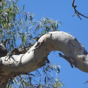 Varanus varius at Lower Borough, NSW - 29 Jan 2024
