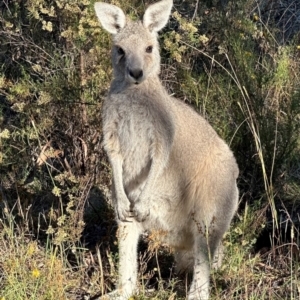 Macropus giganteus at Wanniassa Hill - 10 Mar 2024