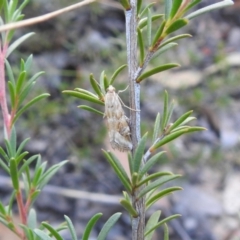 Hellula hydralis (Cabbage Centre Moth) at Carwoola, NSW - 7 Mar 2024 by Liam.m