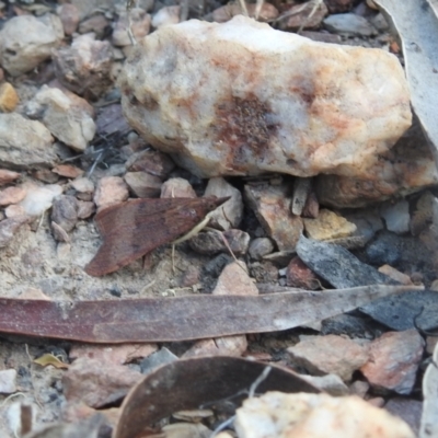 Uresiphita ornithopteralis (Tree Lucerne Moth) at QPRC LGA - 7 Mar 2024 by Liam.m