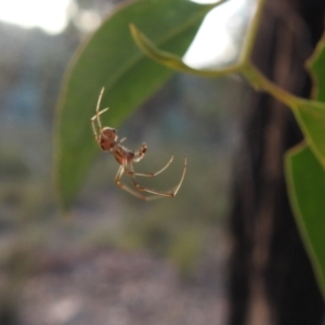 Phonognatha graeffei at QPRC LGA - 7 Mar 2024