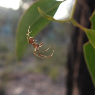 Phonognatha graeffei (Leaf Curling Spider) at QPRC LGA - 7 Mar 2024 by Liam.m