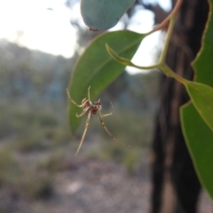 Phonognatha graeffei at QPRC LGA - 7 Mar 2024