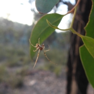 Phonognatha graeffei at QPRC LGA - 7 Mar 2024 07:10 PM