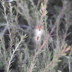 Orgyia anartoides (Painted Apple Moth) at Carwoola, NSW - 7 Mar 2024 by Liam.m