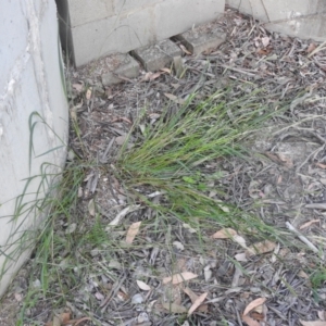 Setaria parviflora at QPRC LGA - 7 Mar 2024 07:19 PM