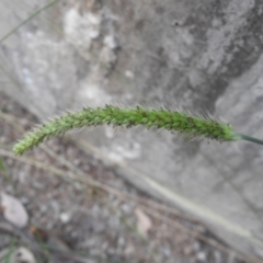 Setaria parviflora at QPRC LGA - 7 Mar 2024 07:19 PM