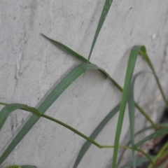 Setaria parviflora at QPRC LGA - 7 Mar 2024 07:19 PM