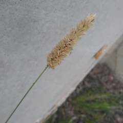 Phalaris aquatica at QPRC LGA - 7 Mar 2024