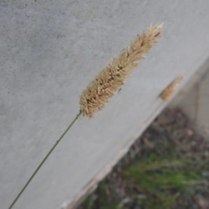 Phalaris aquatica at QPRC LGA - 7 Mar 2024