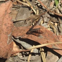 Aleucosia sp. (genus) (Bee Fly) at Carwoola, NSW - 9 Mar 2024 by Liam.m